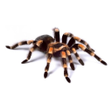 Иконка программы: Spider Video Live Wallpap…