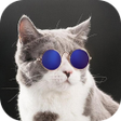 Programikonen: Cat Sounds - Cat Ringtone…