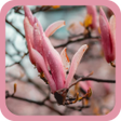 程序图标：Nature Wallpapers