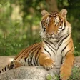 Programikonen: Tiger Hd Wallpapers