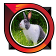 Programikonen: how to raise rabbits