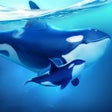 Ikon program: World of Water: Great Jou…