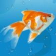 Ikon program: AquaLife 3D