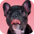 Icône du programme : Cute Puppies Live Wallpap…