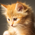 プログラムのアイコン：Cute cats live wallpaper