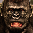 Ícone do programa: Ultimate Gorilla Simulato…