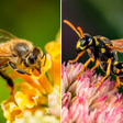 Icon of program: Bees and Wasps sounds