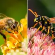 Bees and Wasps sounds