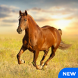 أيقونة البرنامج: Horse Sounds and Ringtone…
