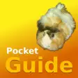 Pocket Guide Guinea Pigs