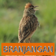Icon of program: Master Kicau Branjangan