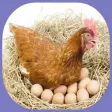 cultivation of laying hens