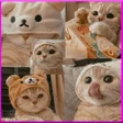 ไอคอนของโปรแกรม: Cute Cat Wallpaper