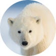 Ikon program: Polar Bear Wallpaper