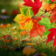 Programikonen: Autumn Live Wallpaper