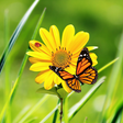 Programikonen: Flowers 3D Parallax Backg…