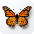 Ikona programu: Butterflies: Encyclopedia