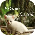 Kitten Sounds  Cat Meow Sound