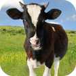 Иконка программы: Cow Sounds