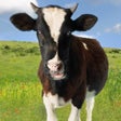 أيقونة البرنامج: Cow Sounds