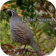 Ícone do programa: Quail Sound  California J…