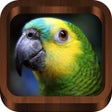 程序图标：Bird Songs - Bird Call  G…