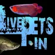LIVE PETS - Buy aquarium fish