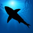 程序图标: Megalodon