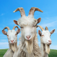 Icon of program: Goat Simulator 3