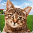 Ikona programu: Cat Shelter Simulator: My…