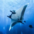 Programikonen: Manta Ray HD Wallpapers N…