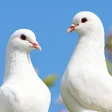 Programikonen: Pigeon Wallpaper