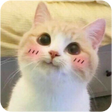 Иконка программы: Cute Cat Wallpaper