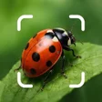 Programikonen: EntoSnap: Insect Identifi…
