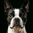 Иконка программы: Dog Barking Sounds