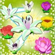 程序图标：Flower Blast