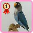 Programikonen: Lovebird