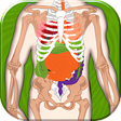 Icon of program: Human Body Anatomy Quiz