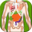 Human Body Anatomy Quiz