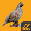 Иконка программы: Decoy Grouse - Huntsman