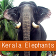 Kerala Elephants icon