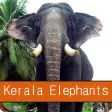 Kerala Elephants