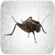 プログラムのアイコン：Crickets sounds