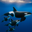 Programın simgesi: Orca Hunter: Killer Whale…
