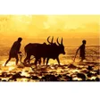 Programikonen: Farmer King