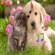 Programikonen: Dog and Cat Calling Ringt…