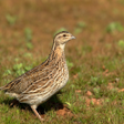 Programın simgesi: Rain quail bird Sounds ~ …