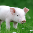 程序图标: Pig Sounds
