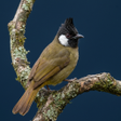 プログラムのアイコン：Bulbul Bird Sound Rington…
