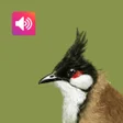 Bulbul Bird Sound Ringtones